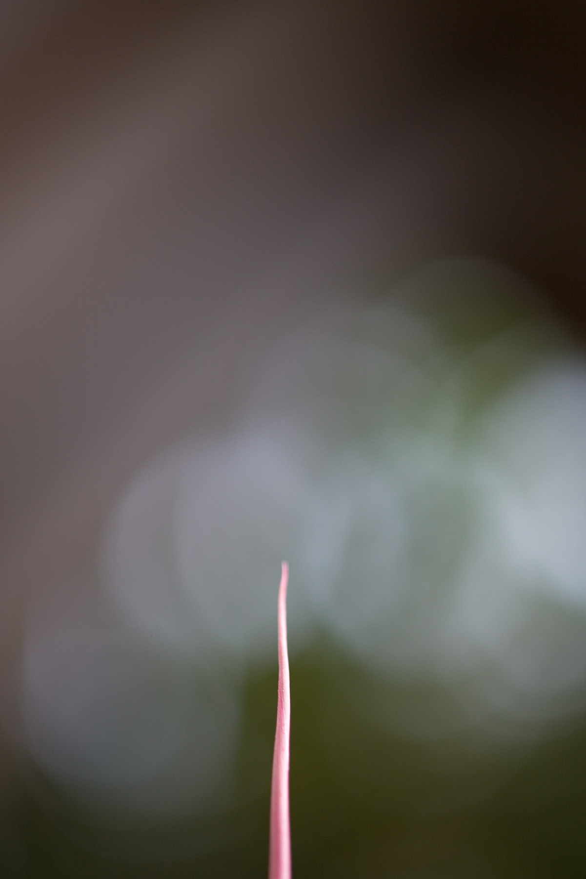 Abstract fine art photography 27 by Katie McCullough Simmons